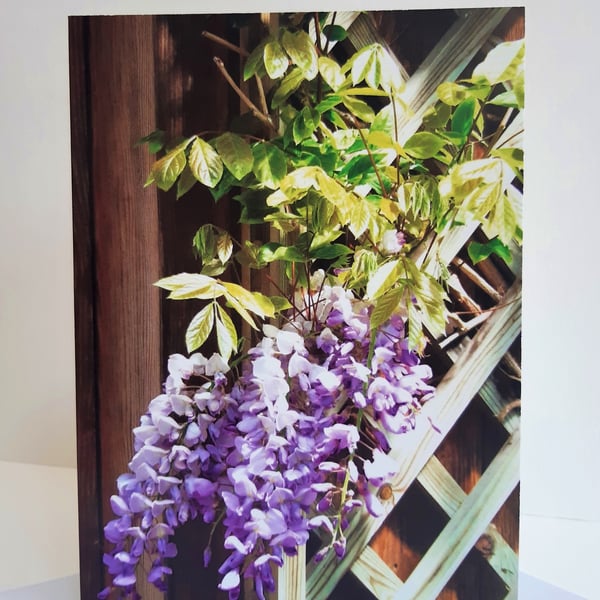 Wisteria - greeting card