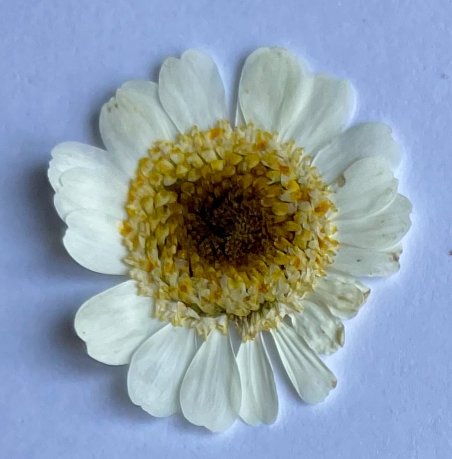 20 Pressed dried feverfew daisy flowers