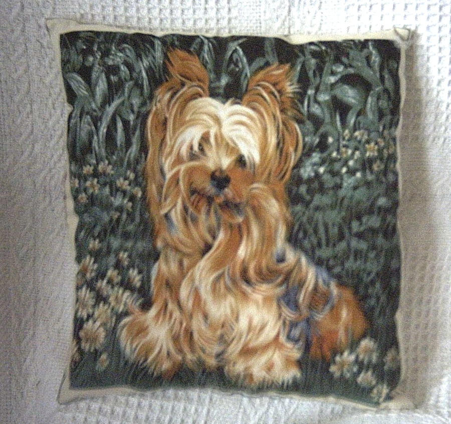 A lively young Yorkshire Terrier  waiting for some fun cushion
