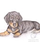 Henry the Dachshund - Coaster - Image 2