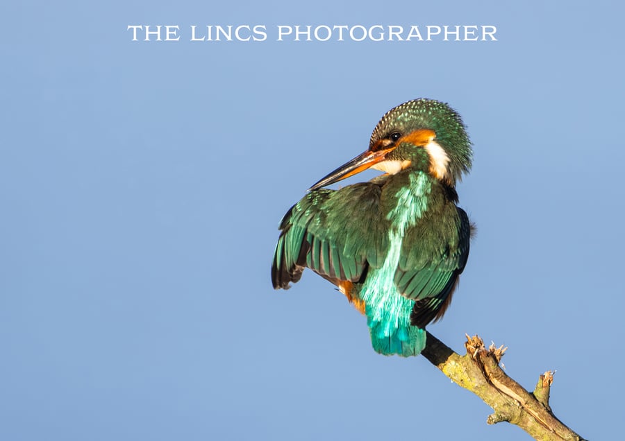 Kingfisher print (Limited edition of 10)