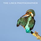 Kingfisher print (Limited edition of 10)