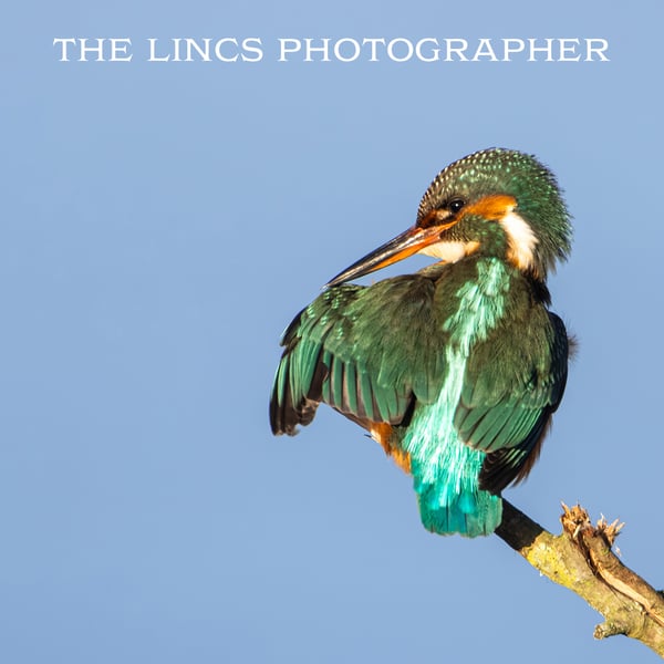 Kingfisher print (Limited edition of 10)