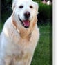 Golden Retriever Dog Canine Portrait Photograph Print - Image 6