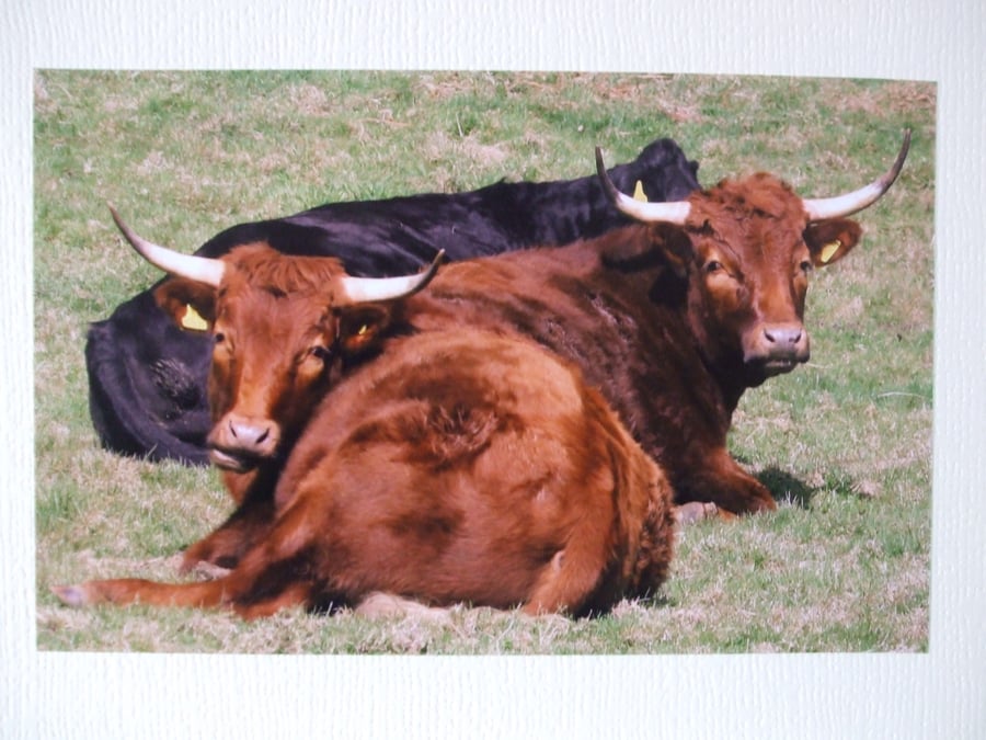 Photographic greetings card of  Cattle.
