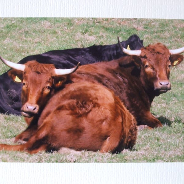 Photographic greetings card of  Cattle.
