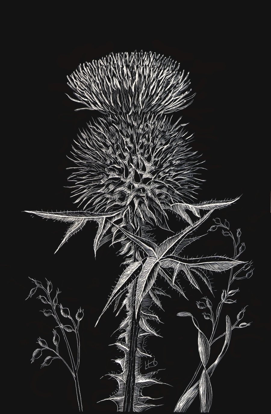 Scottish Spear Thistle scraperboard illustration, unmounted 15.2 by 23cm