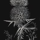Scottish Spear Thistle scraperboard illustration, unmounted 15.2 by 23cm