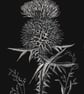 Scottish Spear Thistle scraperboard illustration, unmounted 15.2 by 23cm