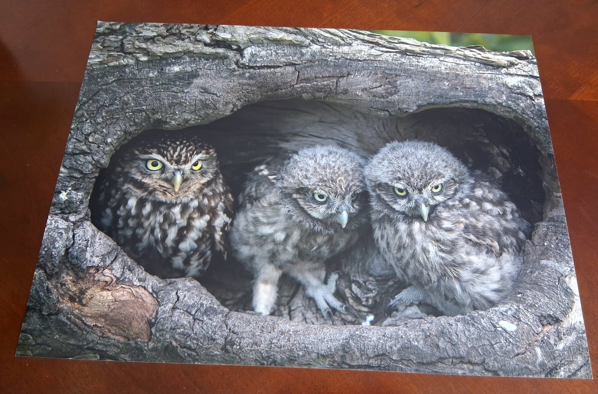 THREE LITTLE OWLS IN A NEST