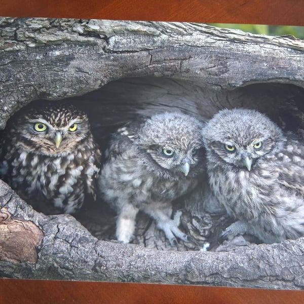 THREE LITTLE OWLS IN A NEST