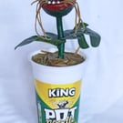 Pot Noodle Plant