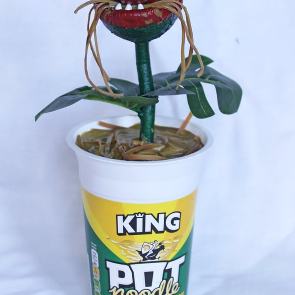 Pot Noodle Plant
