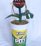 Pot Noodle Plant
