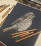 Song Thrush, a signed print of an original drawing - Image 3