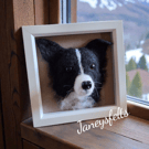 Border Collie Portrait