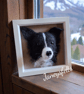 Border Collie Portrait