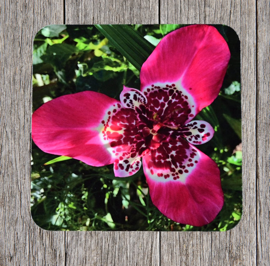 Seconds sale. End of line product. Coasters. Fabulous Pink Tigridia Flower. 