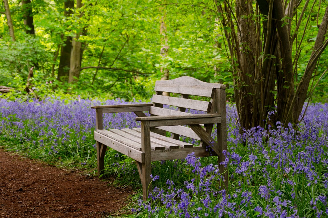 Bluebell woodland seat print