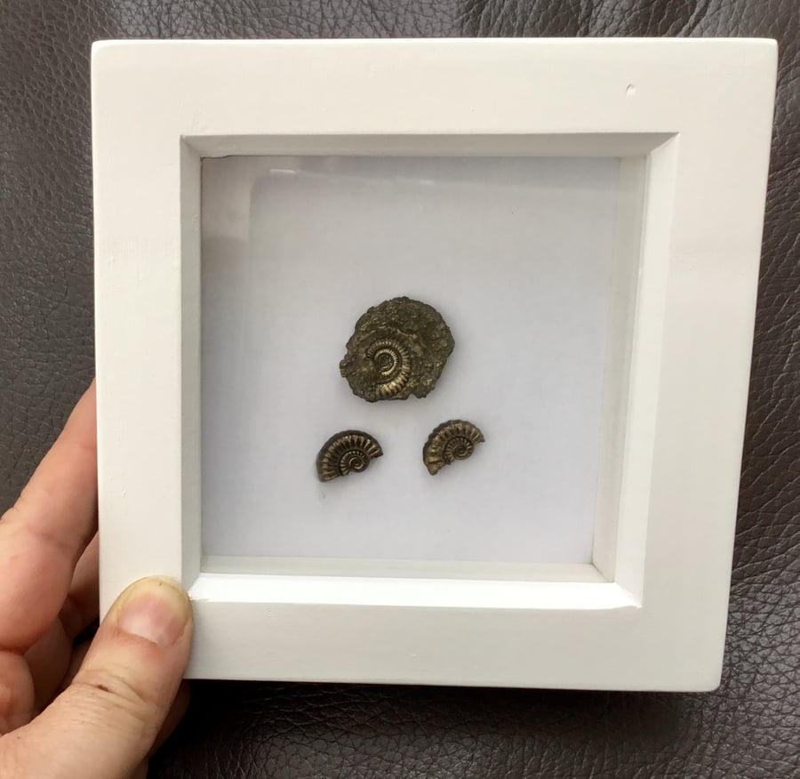 Jurassic Tri-Ammonite.  Actual Golden Pyrite Ammonite Fossil 3D Picture.