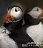 Exclusive Puffin Doubles Greetings Card - Image 1