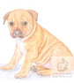 Cookie the Staffy - Blank Card - Image 1