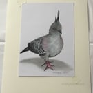 Crested Pigeon Art 15x20cm Original Drawing