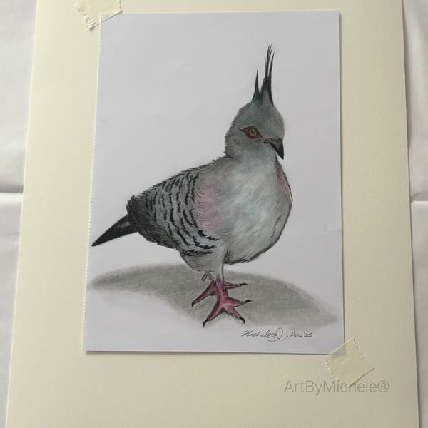 Crested Pigeon Art 15x20cm Original Drawing