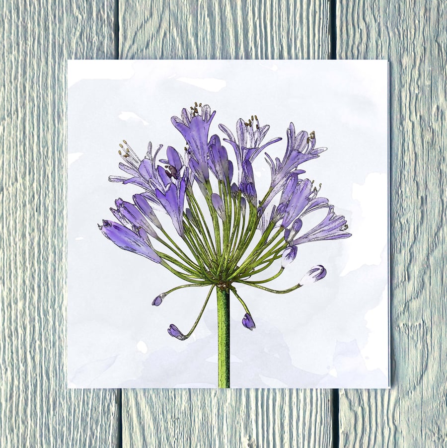Agapanthus, Greetings Card