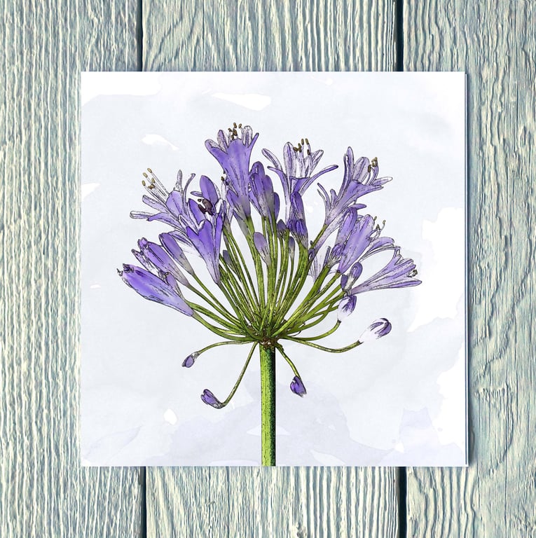 Agapanthus, Greetings Card