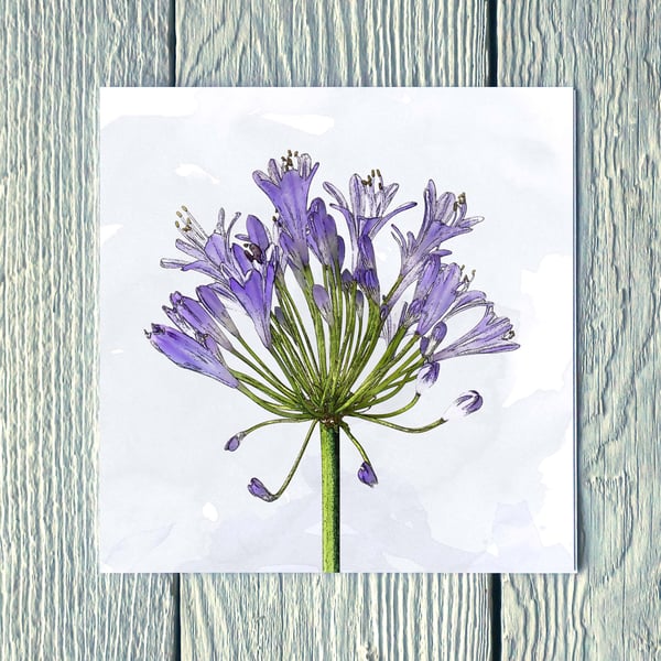 Agapanthus, Greetings Card