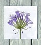 Agapanthus, Greetings Card - Image 1