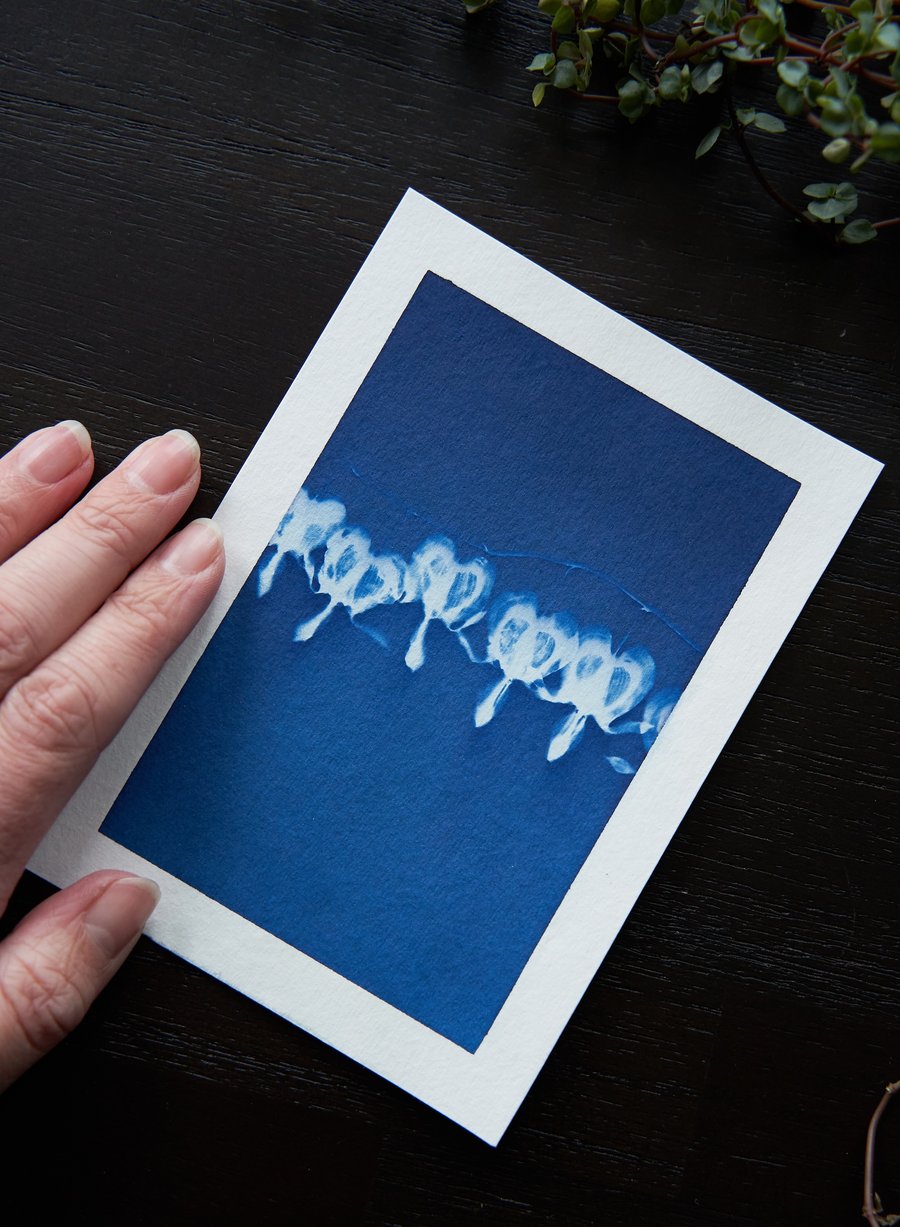 Mini handmade original cyanotype size A6 or 4.1x5.8 inches bleeding hearts