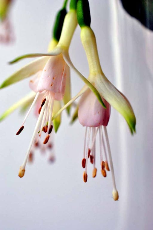 White Fuchsia Hawkshead Summer Flower Photograph Print