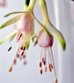 White Fuchsia Hawkshead Summer Flower Photograph Print - Image 1