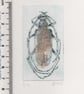 Original Mini Print Beetle  - Image 3