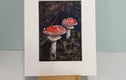 Giclee Art Prints - Fungi