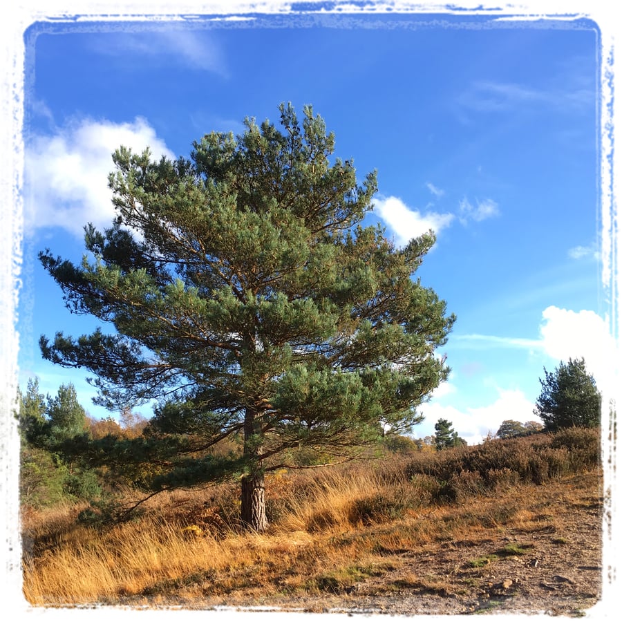 'Autumn Pine'