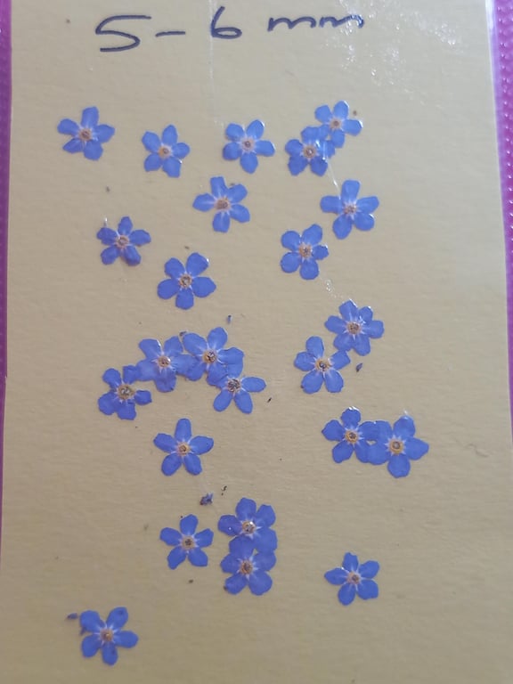 Dried flowers Forget me notsx 22 5-6mms Myosotis small blue flowers for resin
