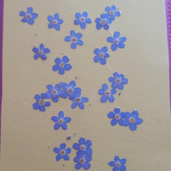 Dried flowers Forget me notsx 22 5-6mms Myosotis small blue flowers for resin