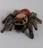 Jumping spider  - Image 2