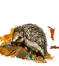 Autumn Hedgehog Original Watercolour 