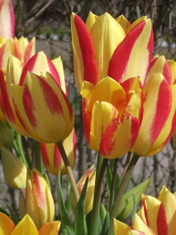 Tulips 2