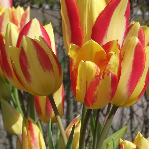 Tulips 2