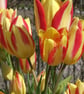 Tulips 2 - Image 1