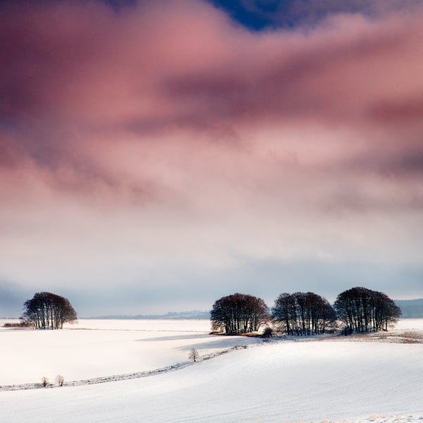 Winter's Tale winter wintry snowy landscape bare beech trees Wiltshire snow hill