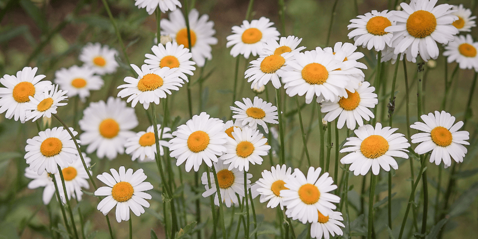 Daisychain Crafts UK