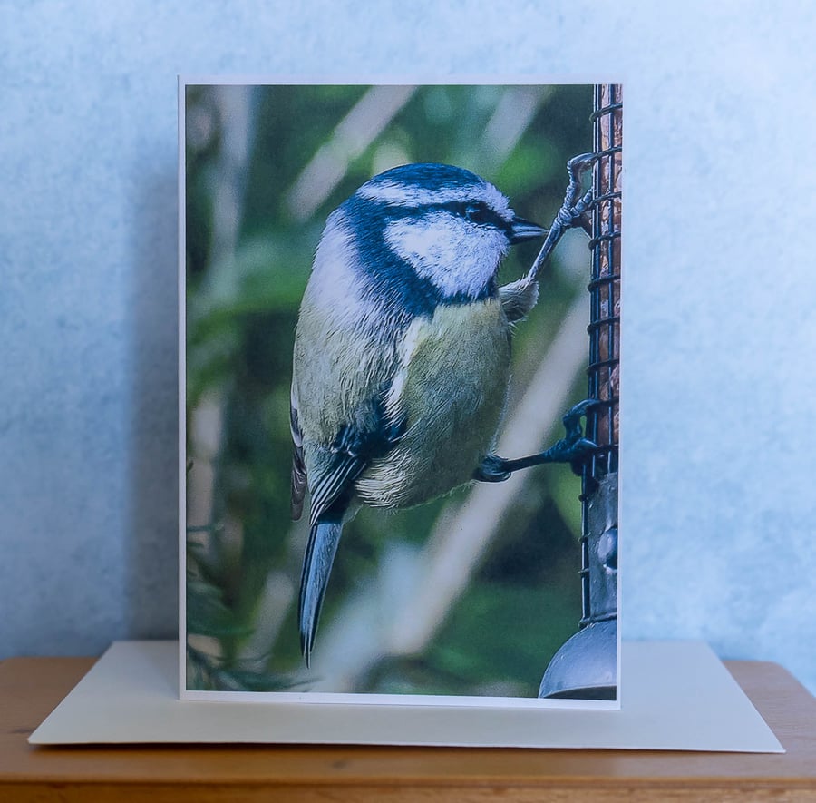 Blue Tit on Peanut Feeder