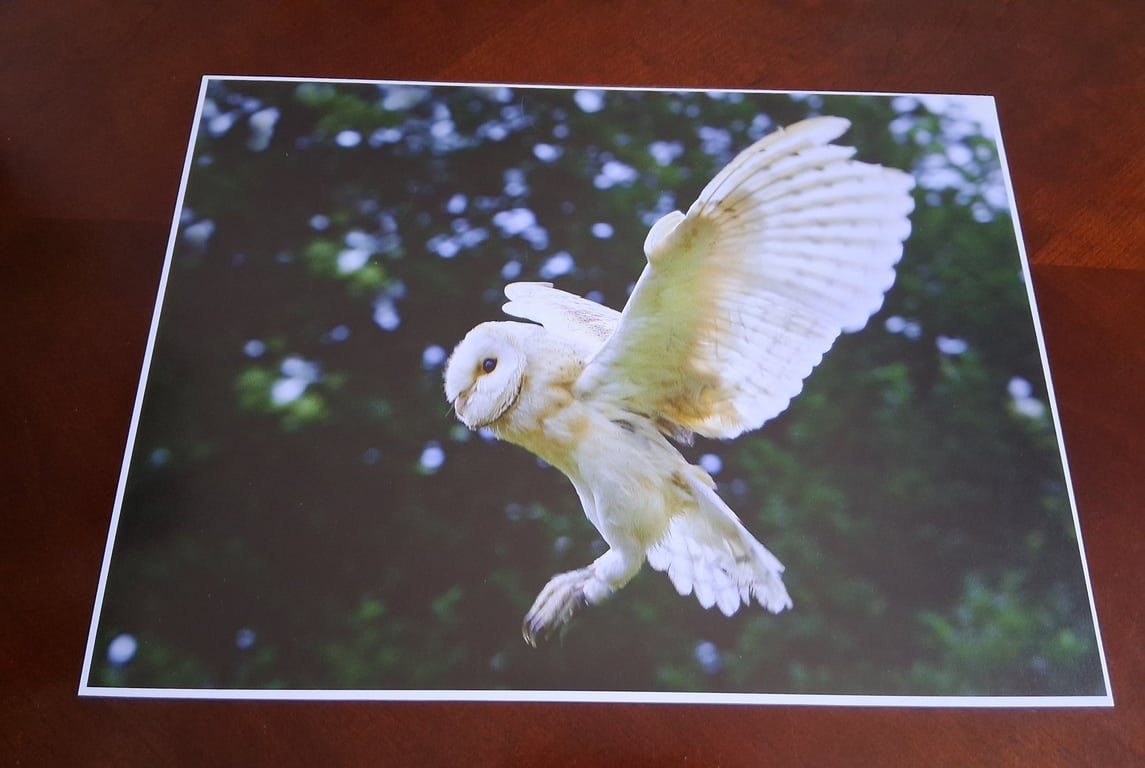 BARN OWL PHOTOGRAPH 16x12