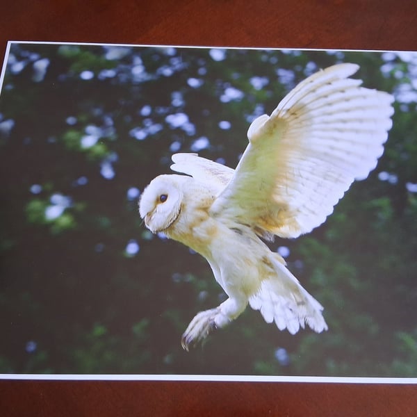 BARN OWL PHOTOGRAPH 16x12
